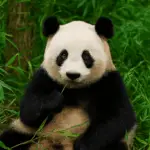 What to Do in Chengdu