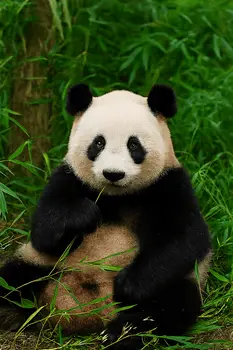 What to Do in Chengdu
