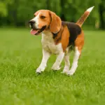 Dog Parks and Pet-Friendly Cafés