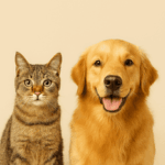 Temporary Boarding and Pet Sitters